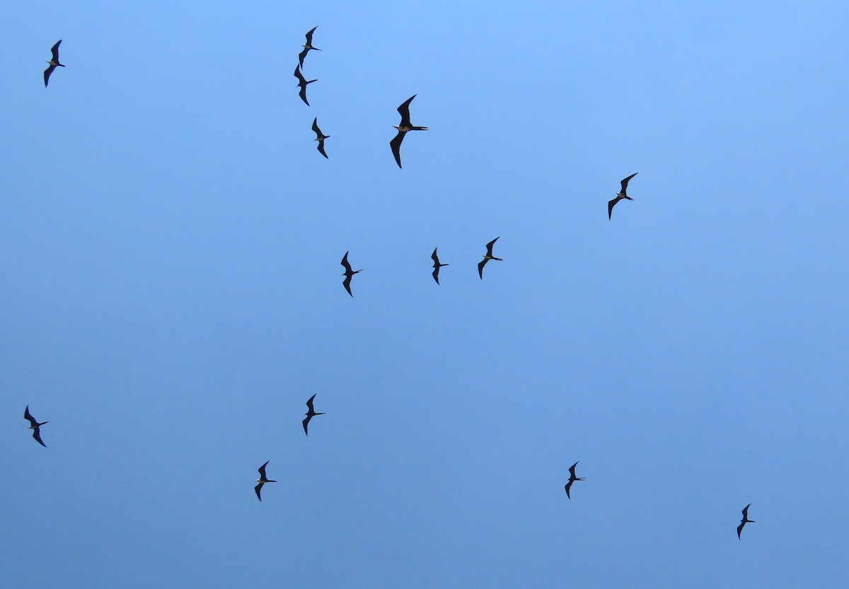 Magnificent Frigatebird - Michelle Browning