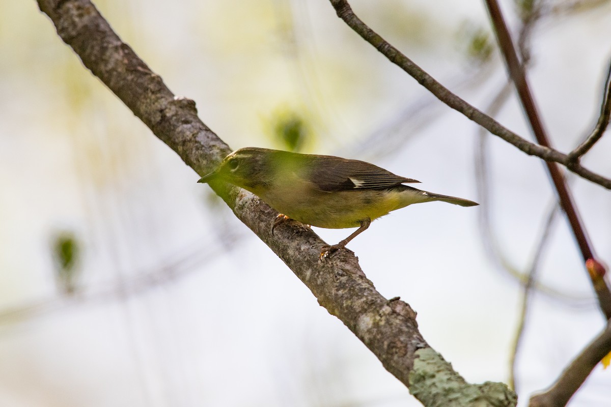 Black-throated Blue Warbler - Cameron Johnson