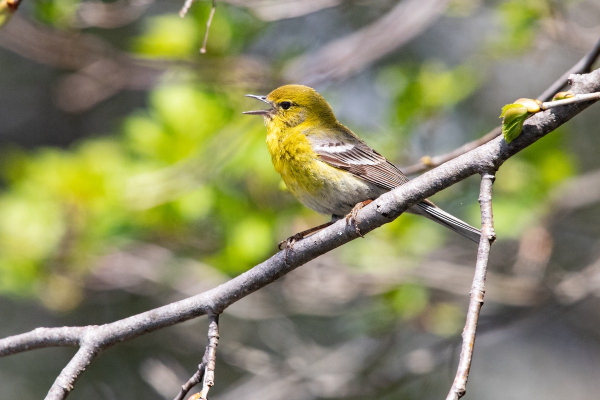 Pine Warbler - Cameron Johnson