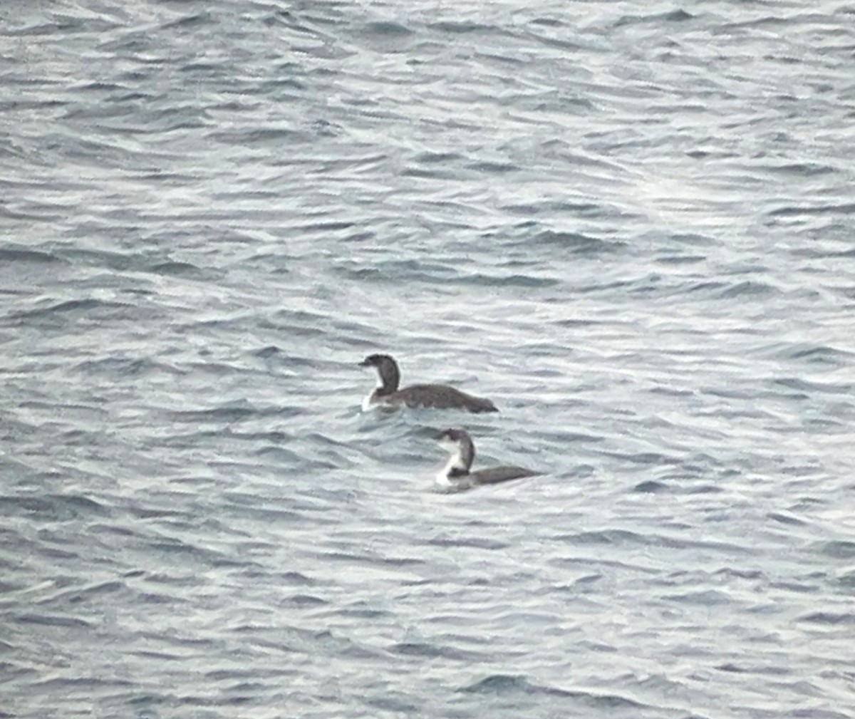 Common Loon - Mary K