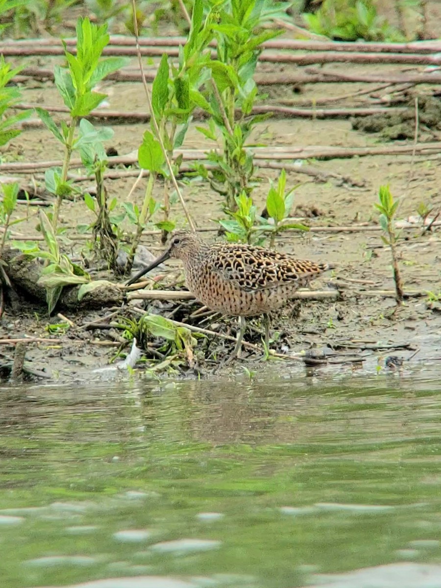 Short-billed Dowitcher - Jim Offhaus