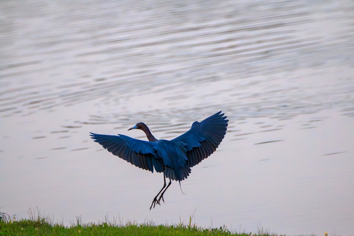 Little Blue Heron - Enrique Ramon