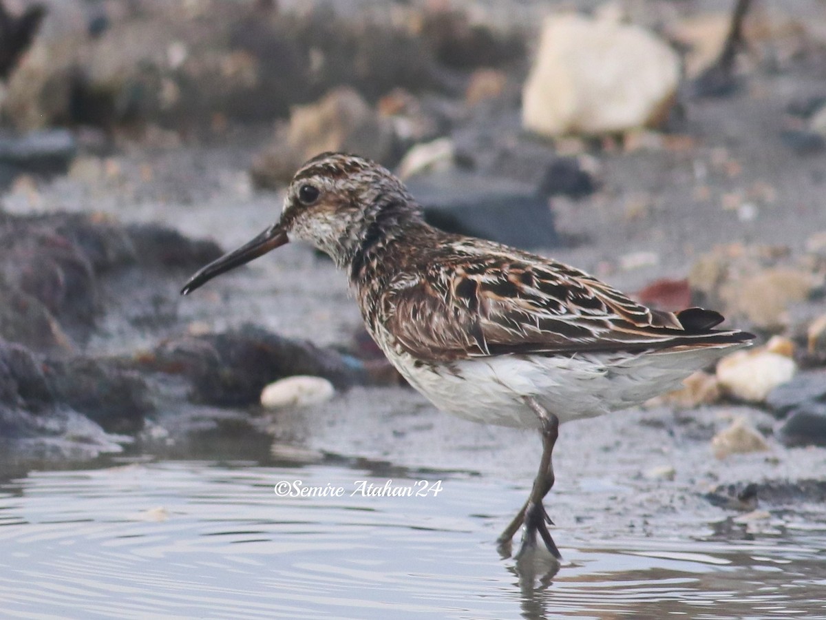 Broad-billed Sandpiper - ML618893341