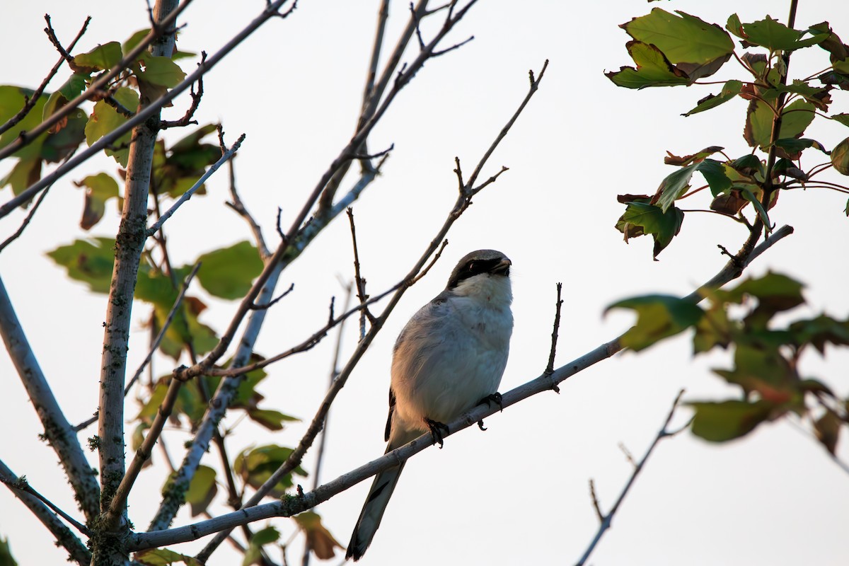 Loggerhead Shrike - Enrique Ramon