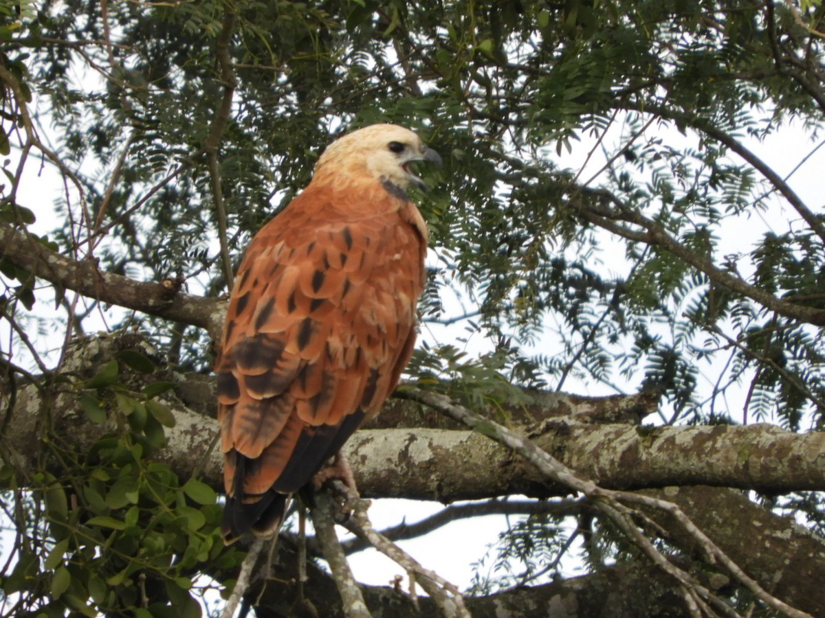 Black-collared Hawk - ML618893356