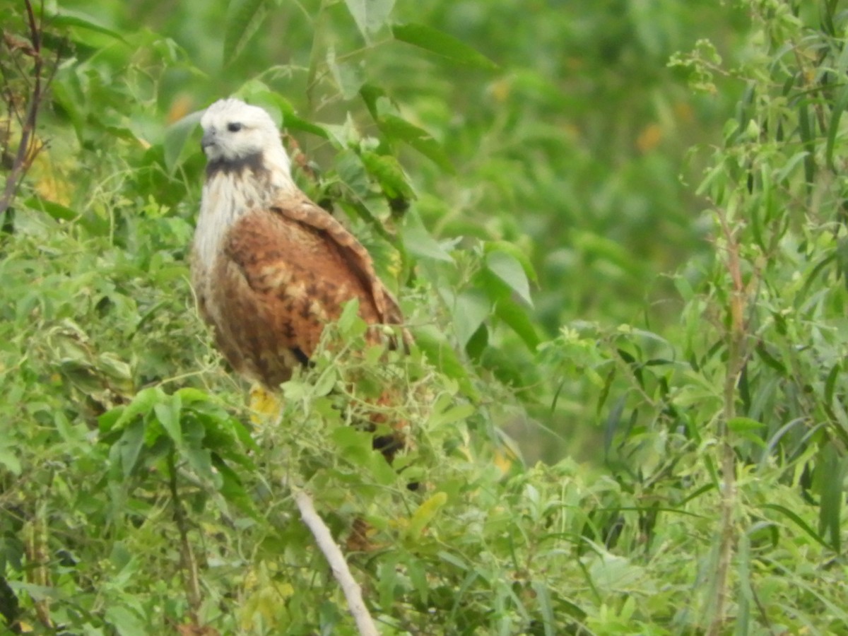 Black-collared Hawk - ML618893357