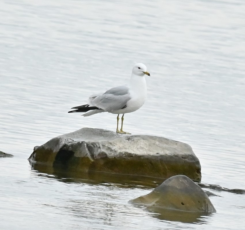 Ring-billed Gull - Regis Fortin