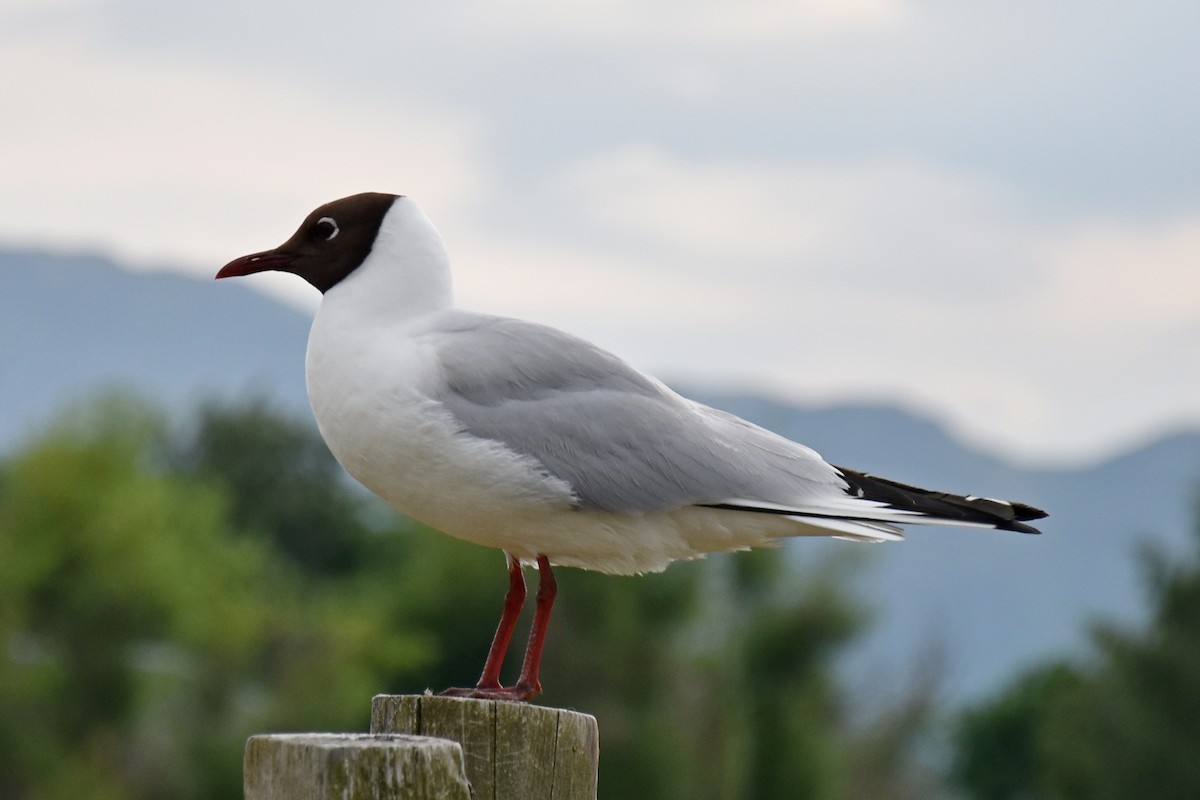 Mouette rieuse - ML618893373
