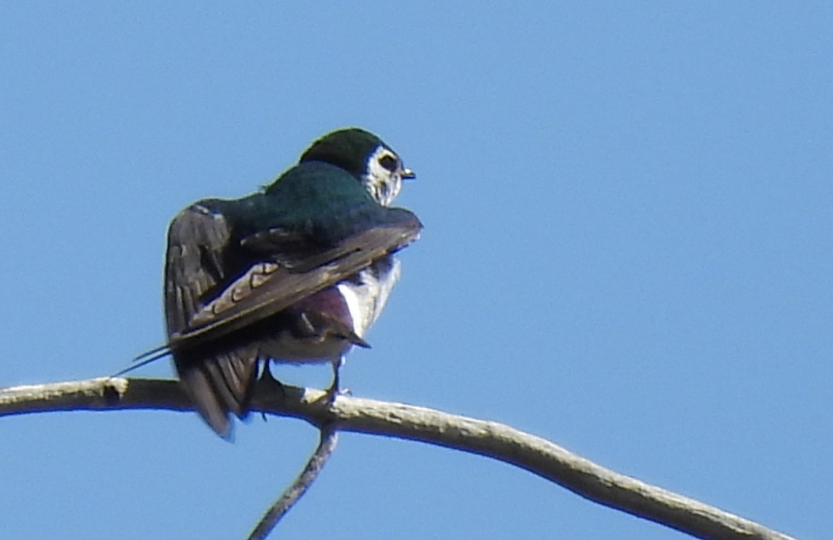 Violet-green Swallow - Leslie Loomis