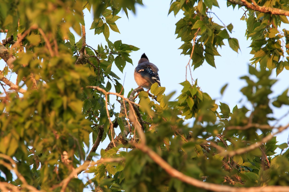 Blue Jay - Enrique Ramon