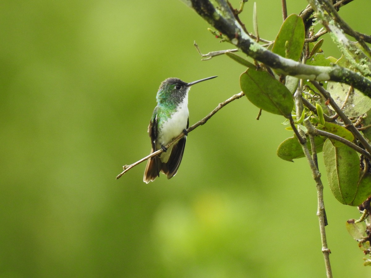 Andean Emerald - Johan Uribe