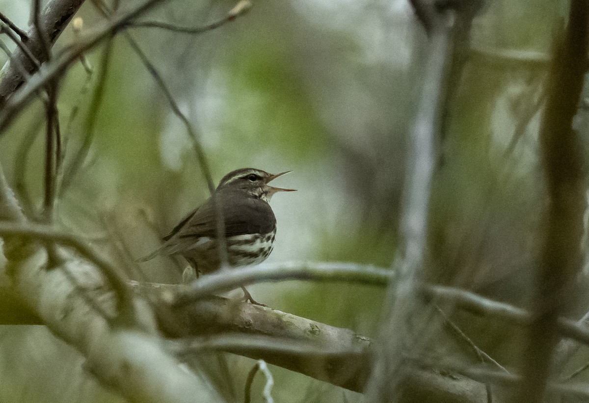 Northern Waterthrush - Mica Low