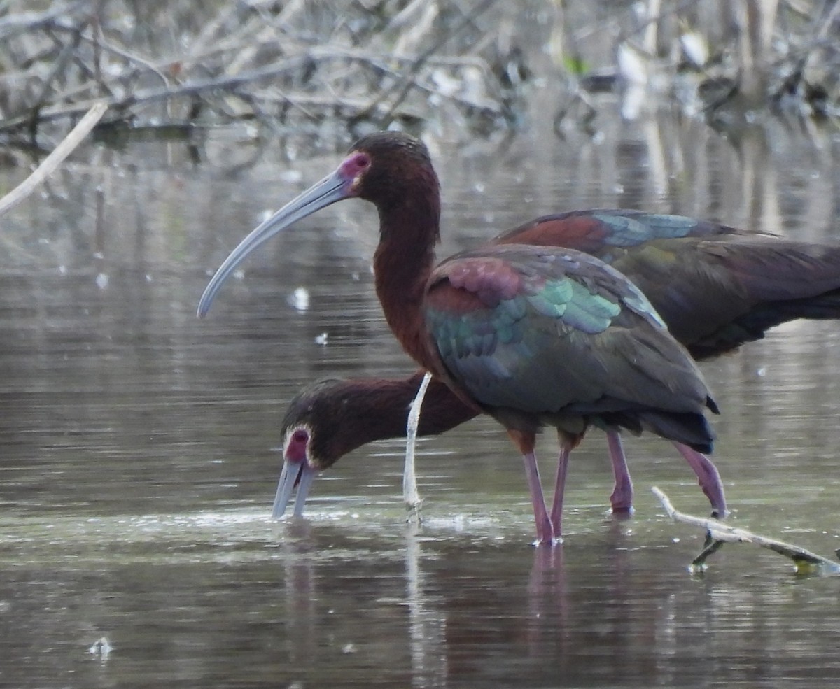 ibis americký - ML618893426