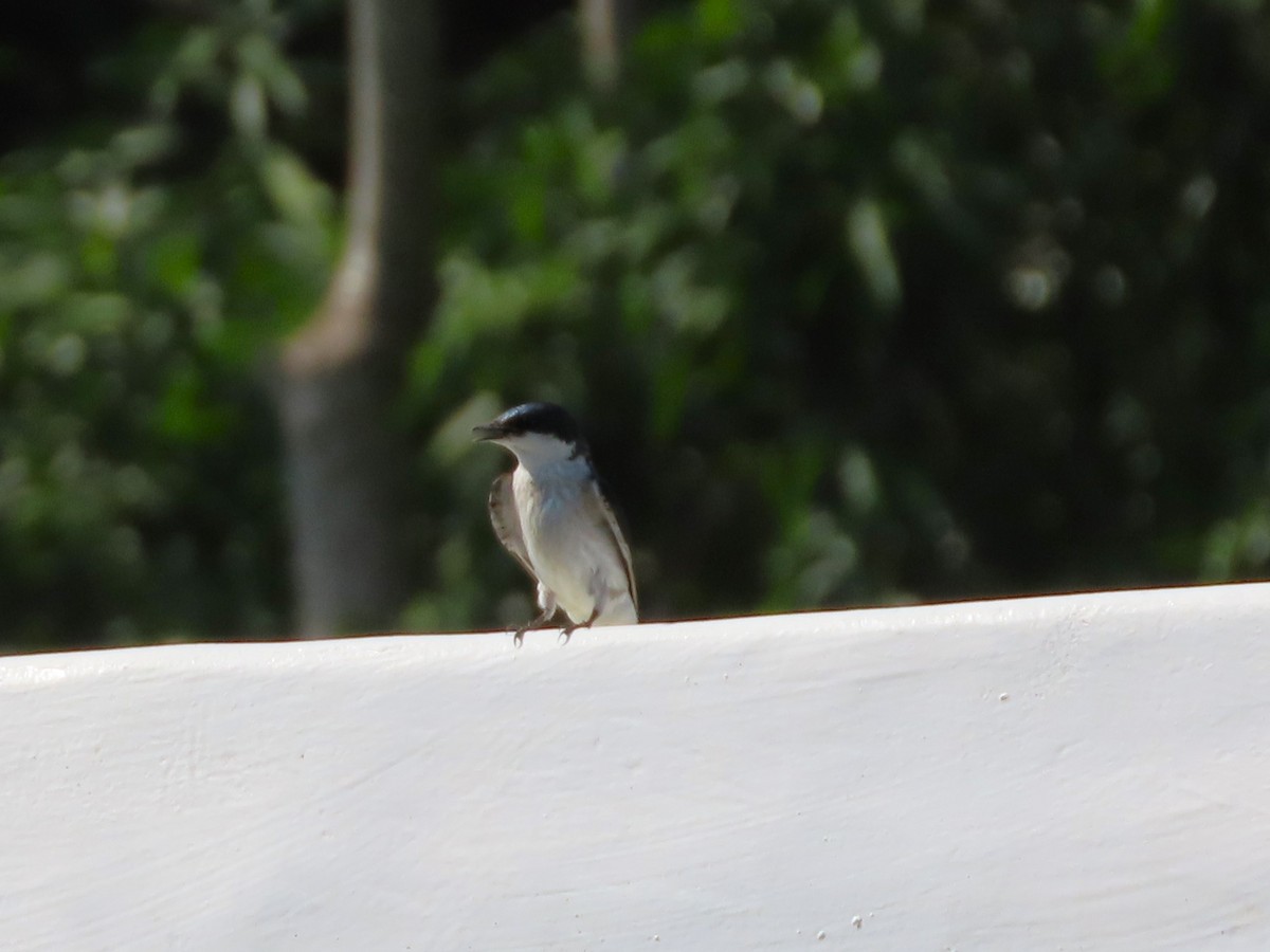 Mangrove Swallow - Michelle Browning