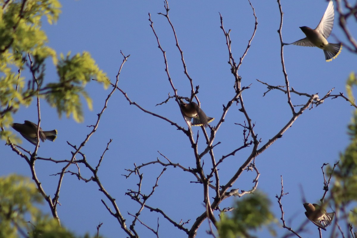 Cedar Waxwing - ML618893451