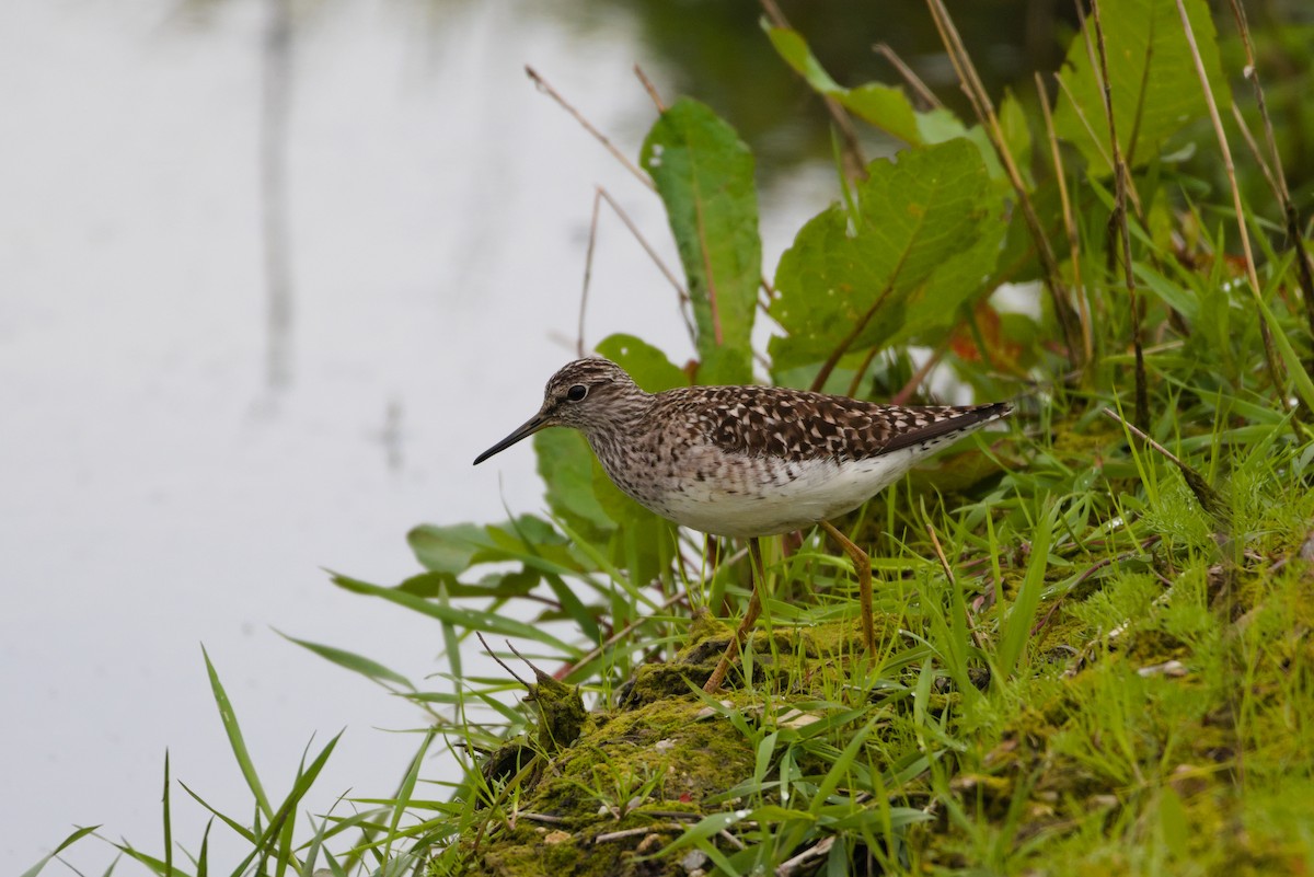 Wood Sandpiper - Zsolt Semperger