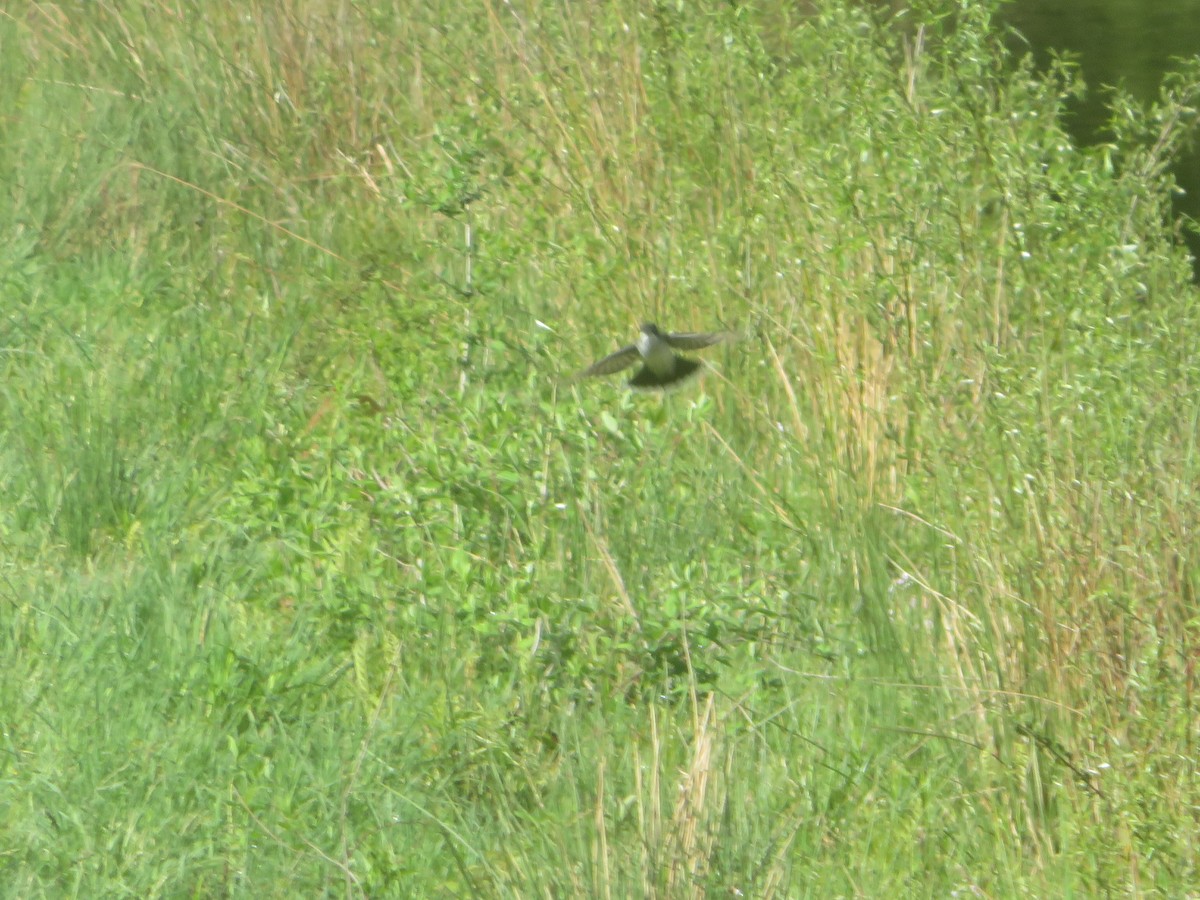 Eastern Kingbird - William Kuk