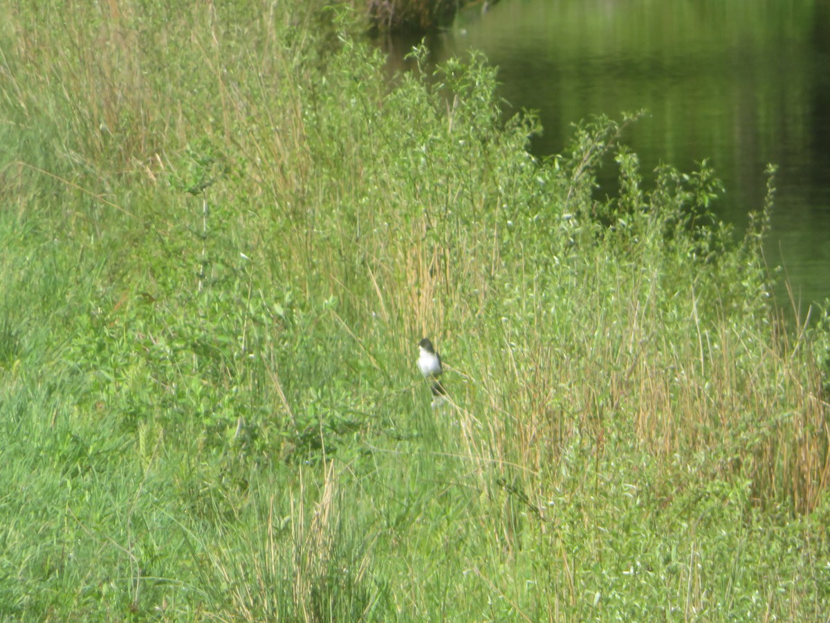 Eastern Kingbird - ML618893485