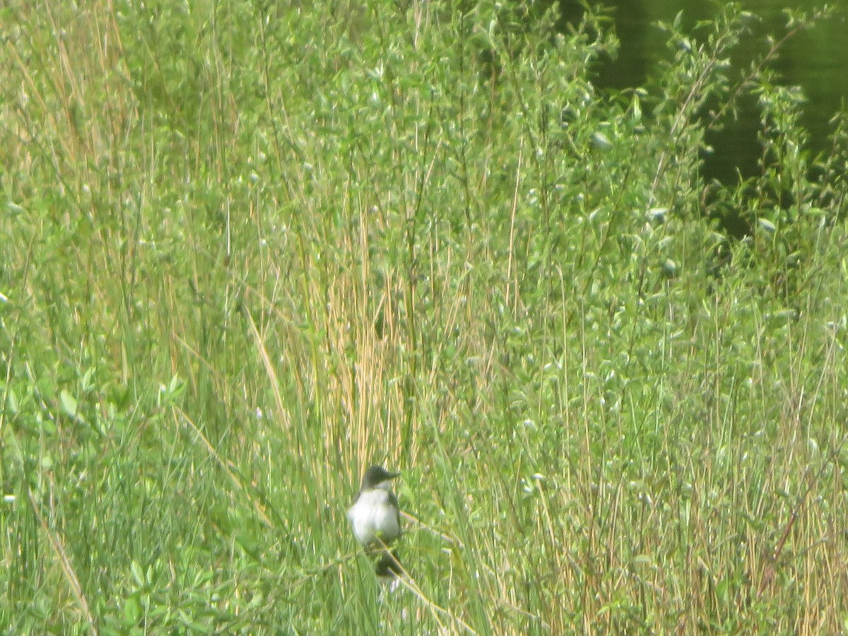 Eastern Kingbird - ML618893486