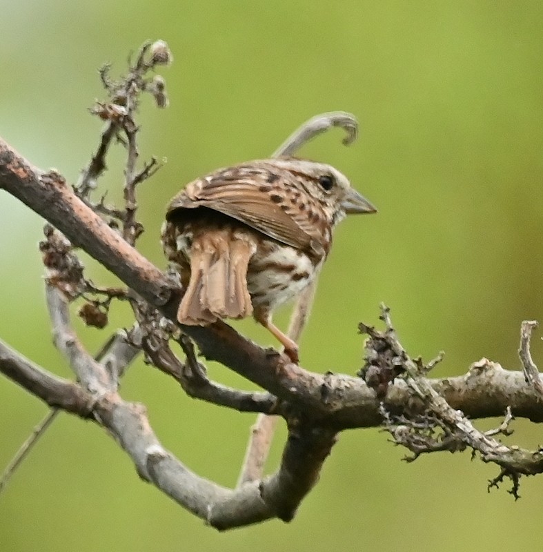 Song Sparrow - Regis Fortin