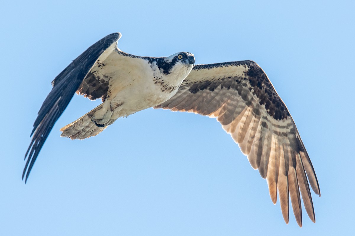 Osprey - Jeff Bleam