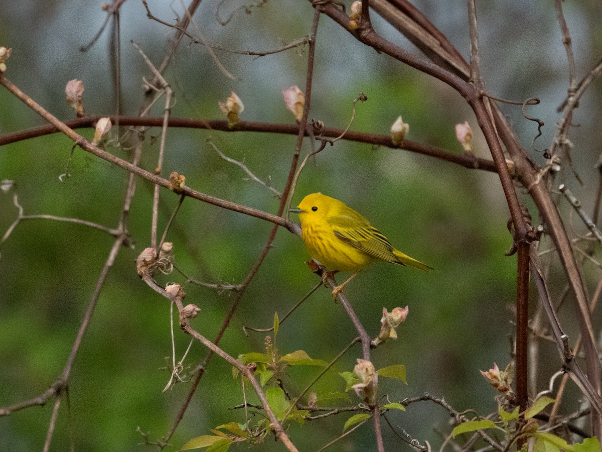 Yellow Warbler - Mica Low