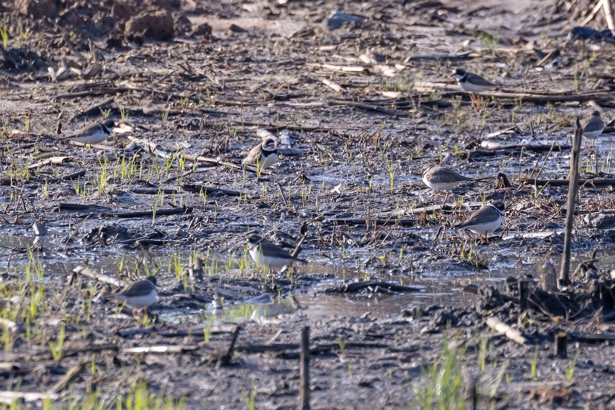 Semipalmated Plover - ML618893531