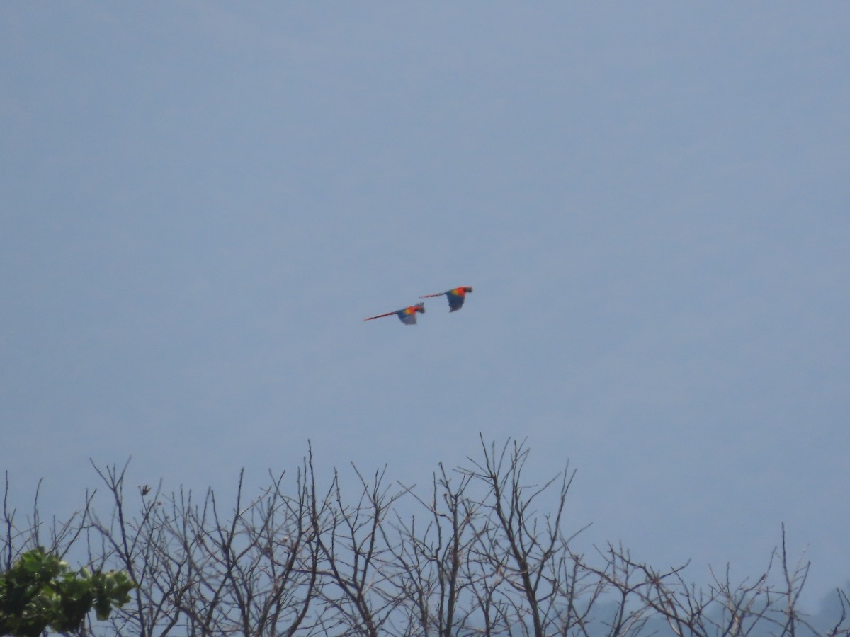 Scarlet Macaw - Michelle Browning