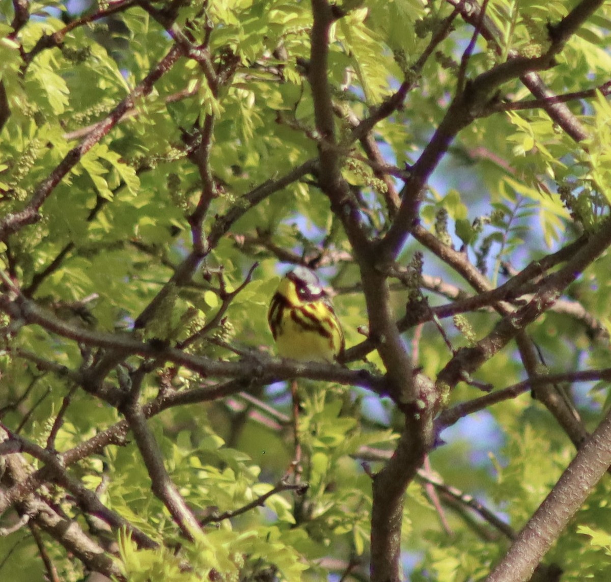 Magnolia Warbler - ML618893535