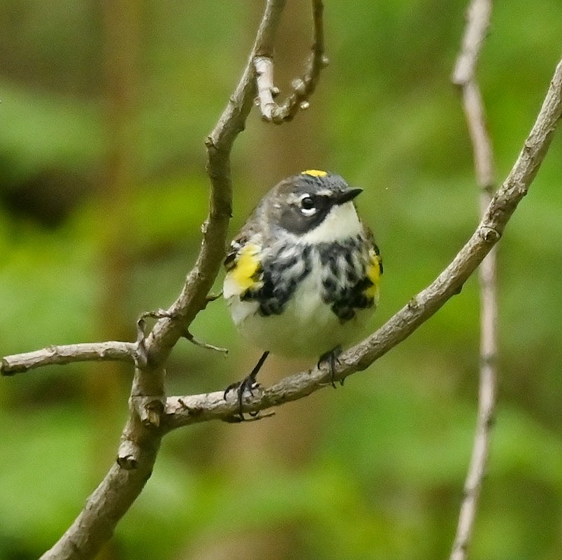 Yellow-rumped Warbler - ML618893541