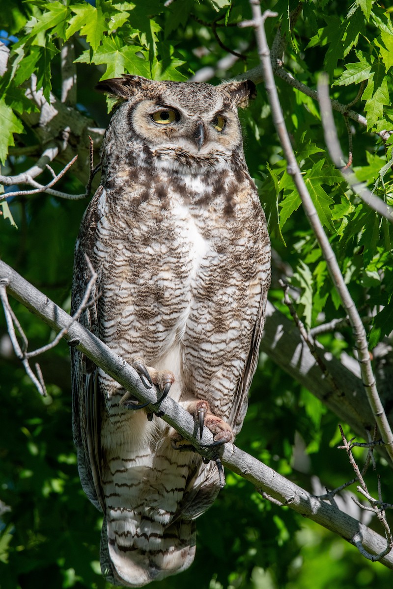 Great Horned Owl - Jeff Bleam