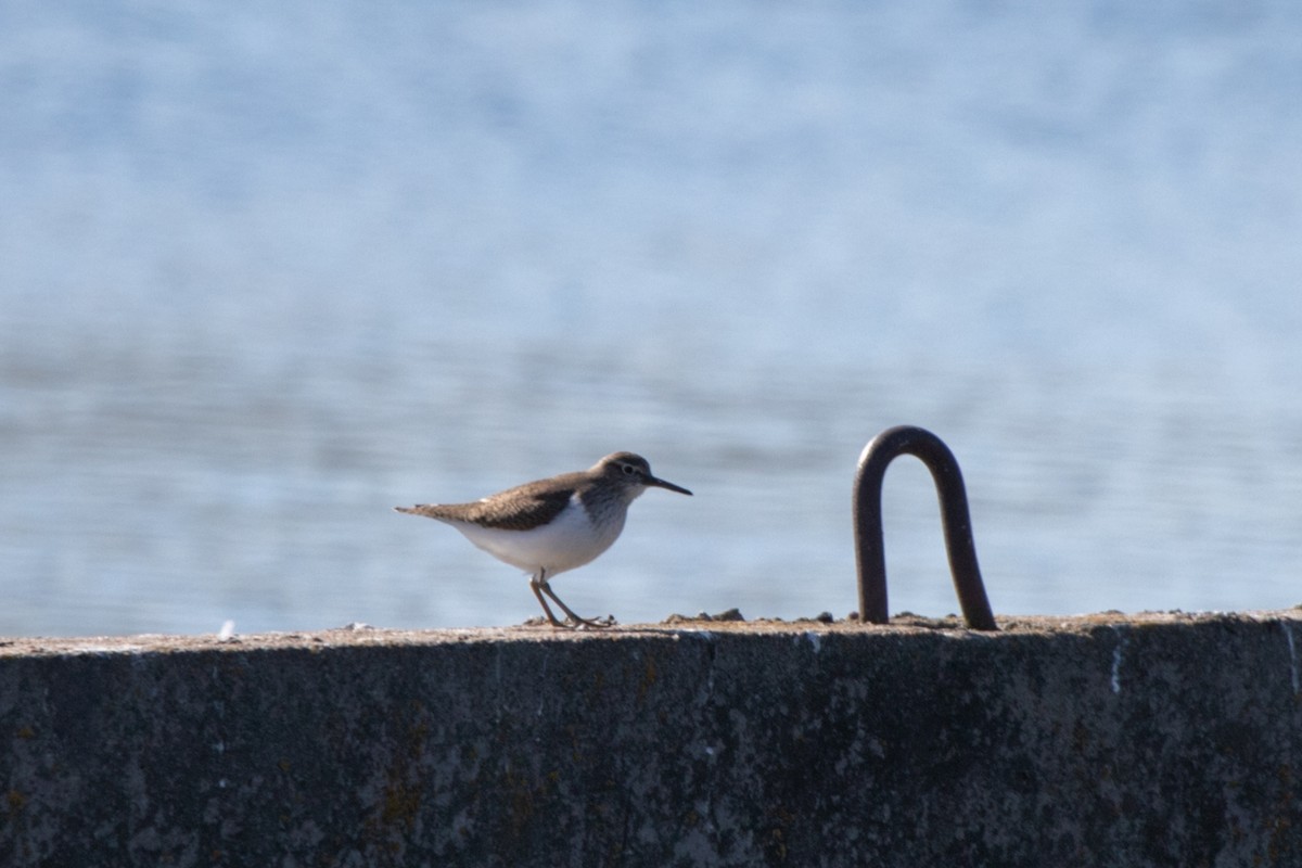 Common Sandpiper - Marina Koroleva