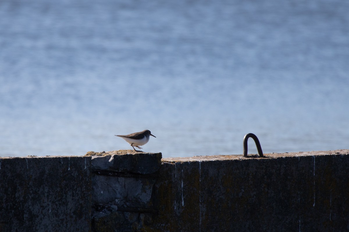 Common Sandpiper - Marina Koroleva