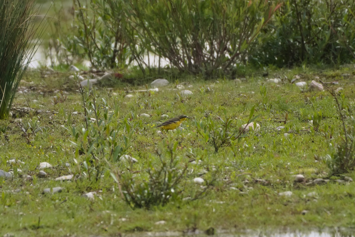 Western Yellow Wagtail (flava) - Zsolt Semperger