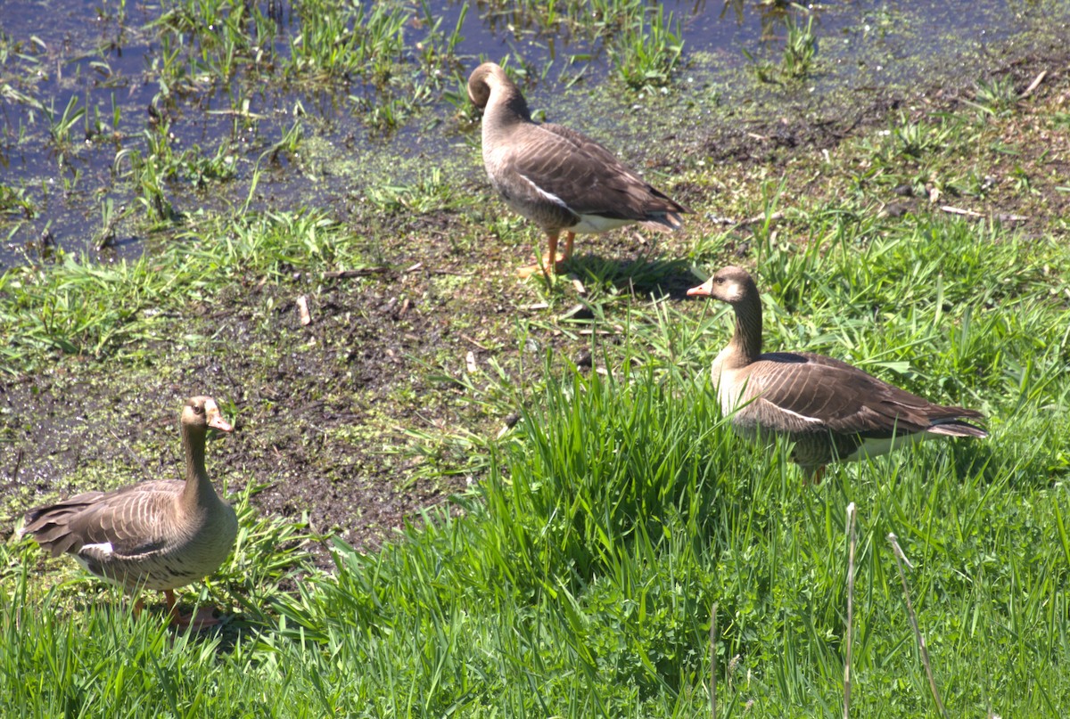 Greater White-fronted Goose - Scott Kramer