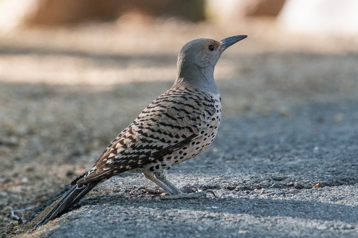 Northern Flicker - Jeff Bleam