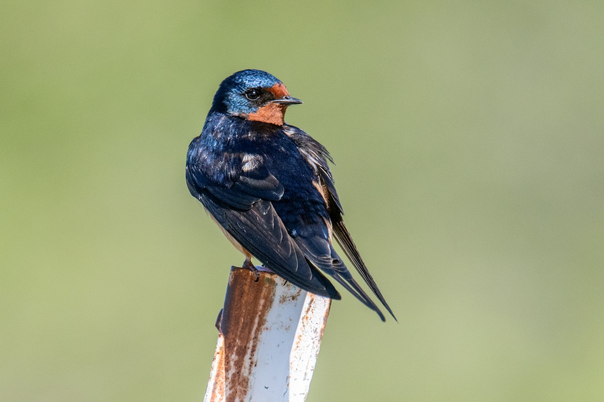 Barn Swallow - Jeff Bleam