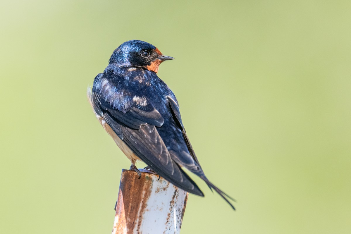 Barn Swallow - Jeff Bleam