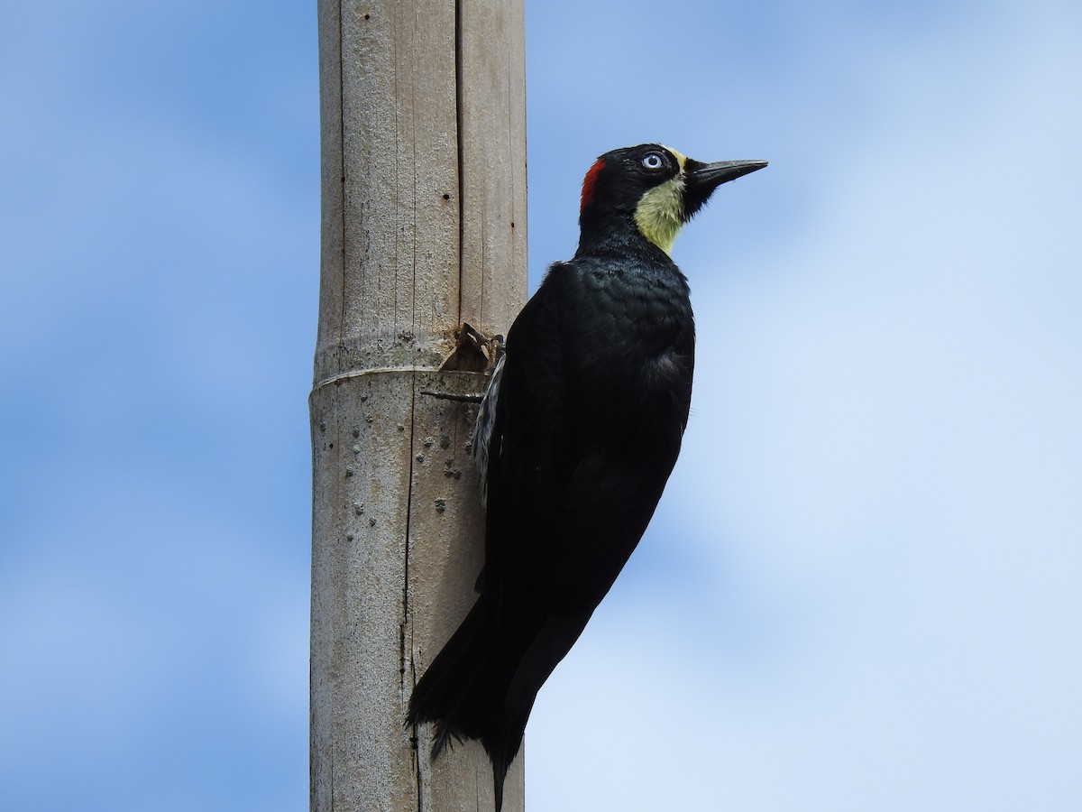 Acorn Woodpecker - Johan Uribe