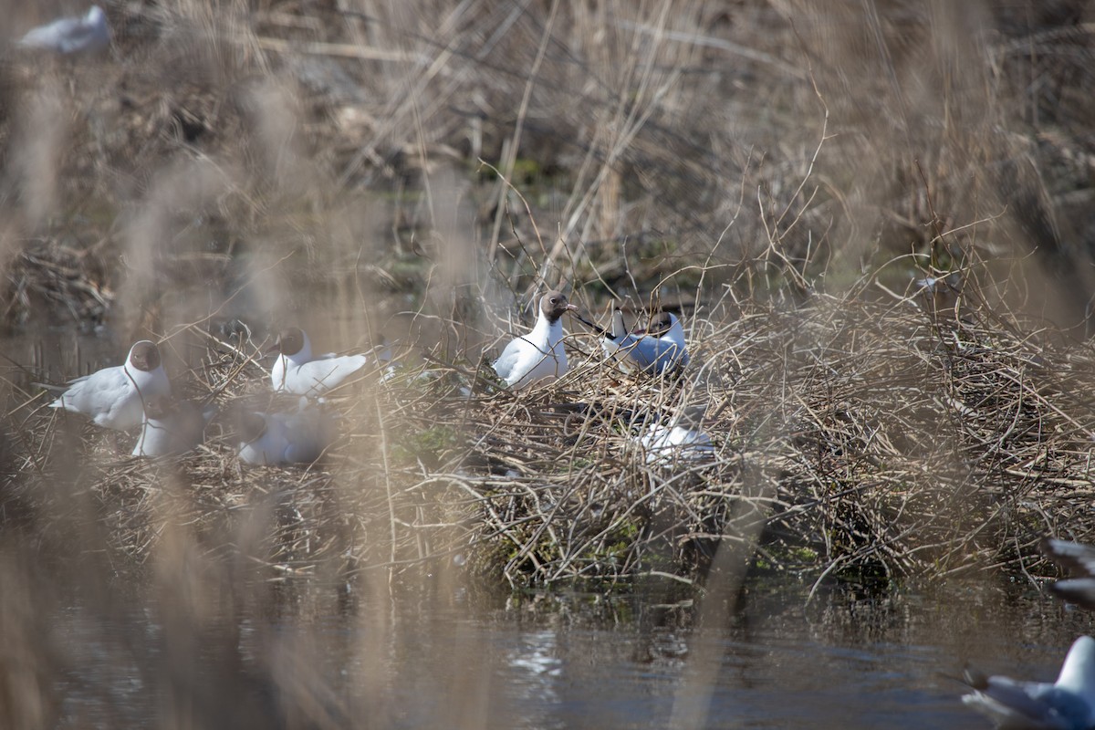 Black-headed Gull - Marina Koroleva