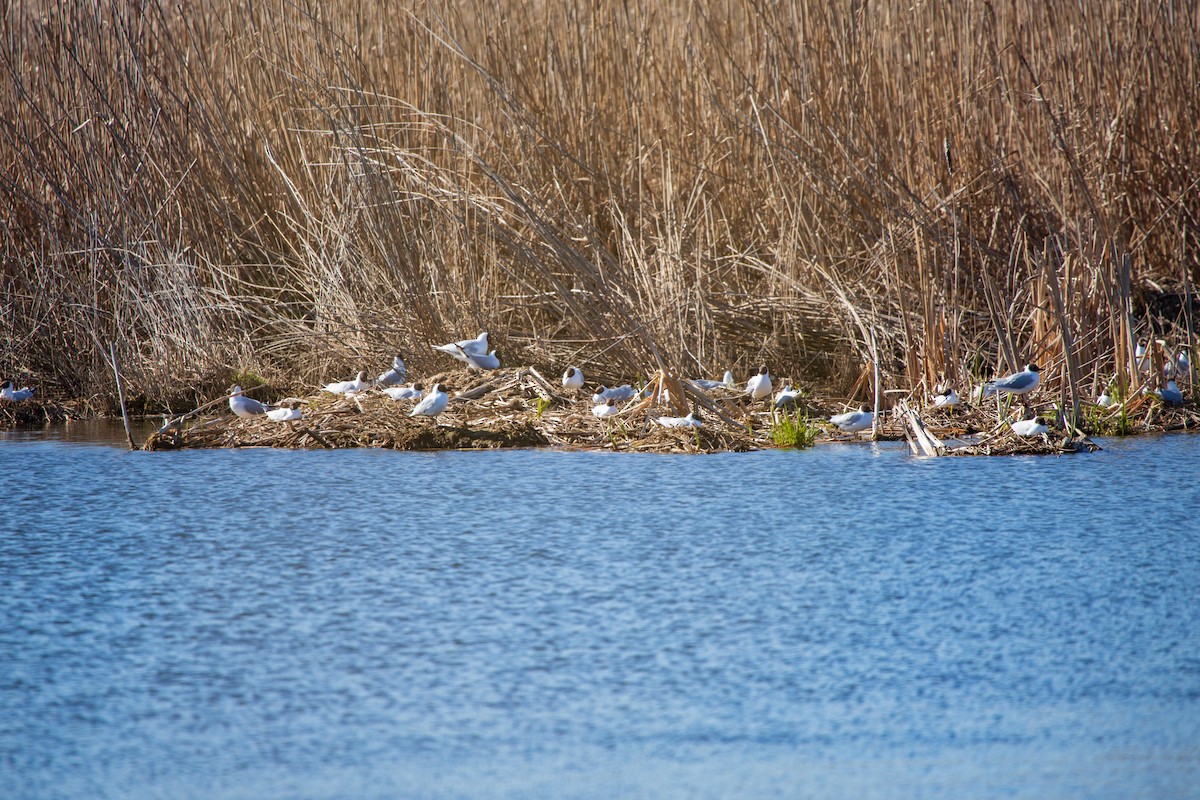 Black-headed Gull - Marina Koroleva