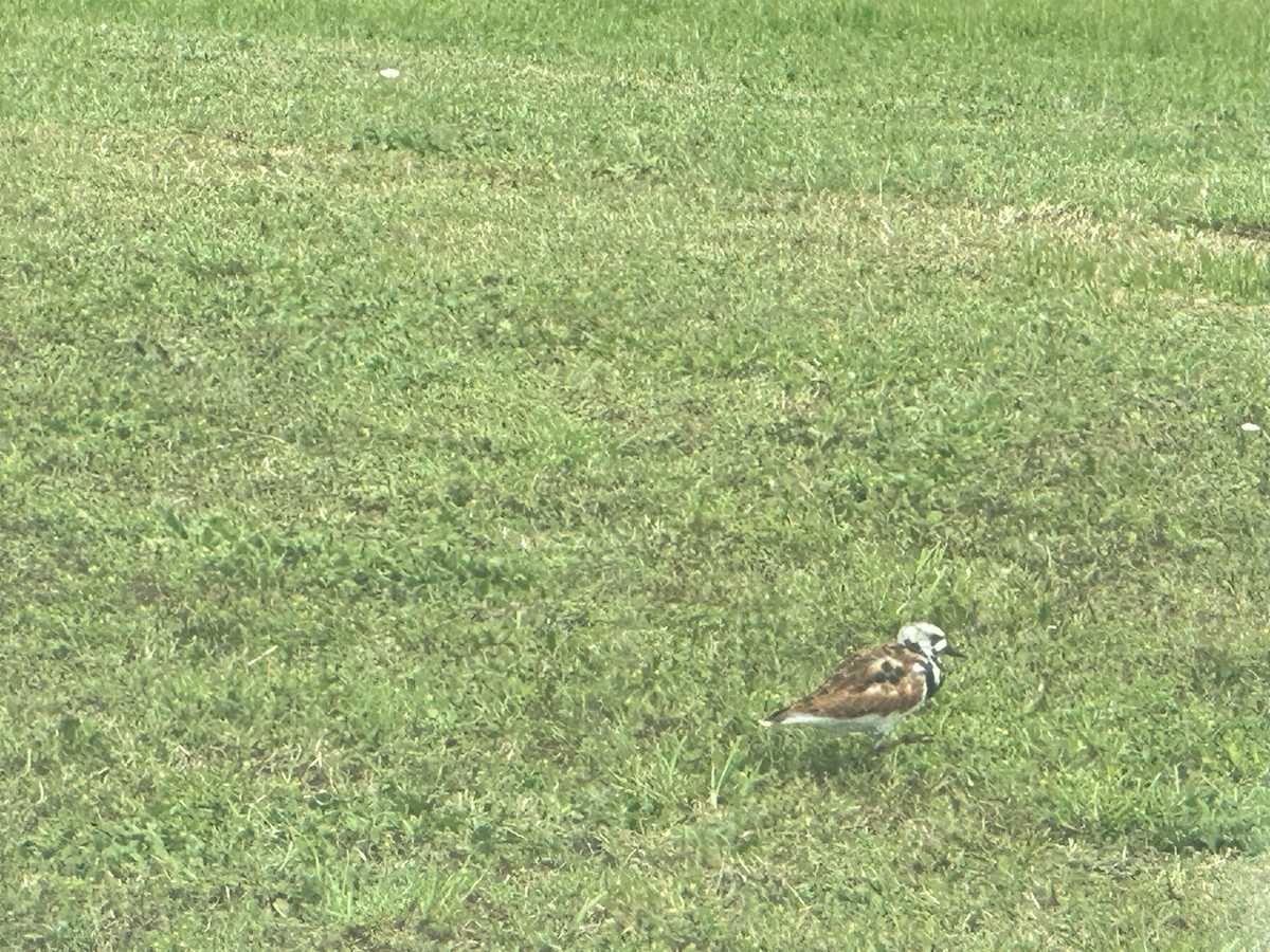 Ruddy Turnstone - Enrique Ramon