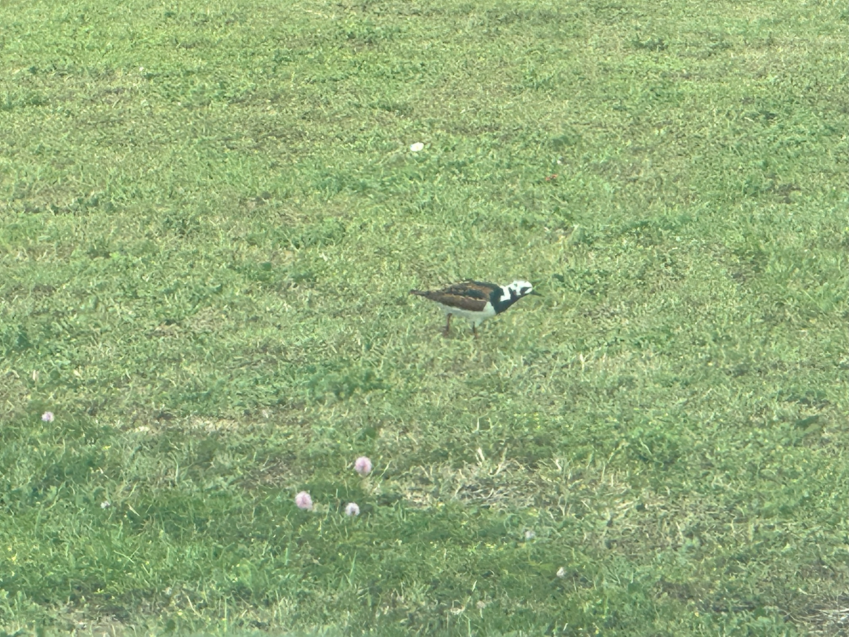 Ruddy Turnstone - Enrique Ramon