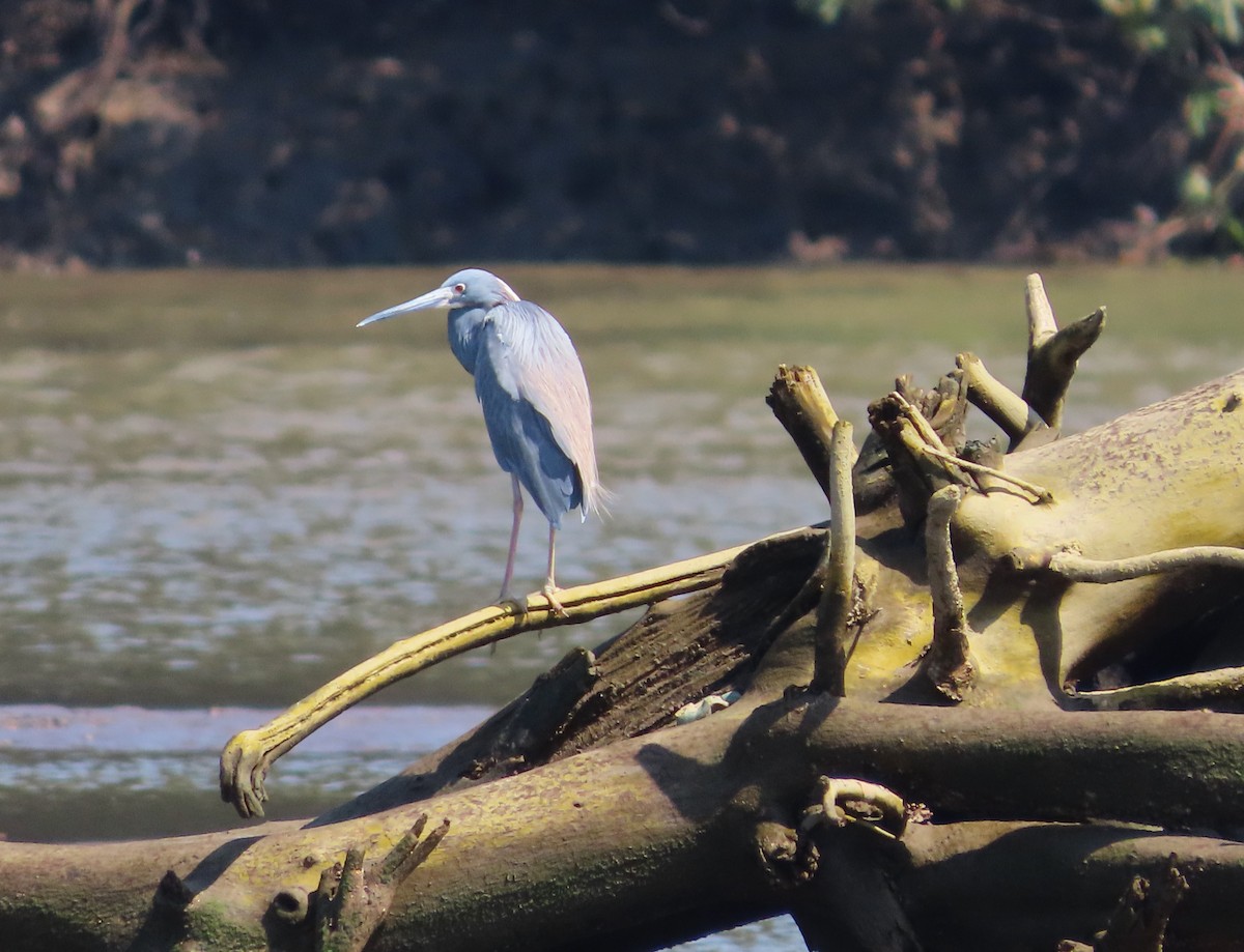 Tricolored Heron - ML618893666