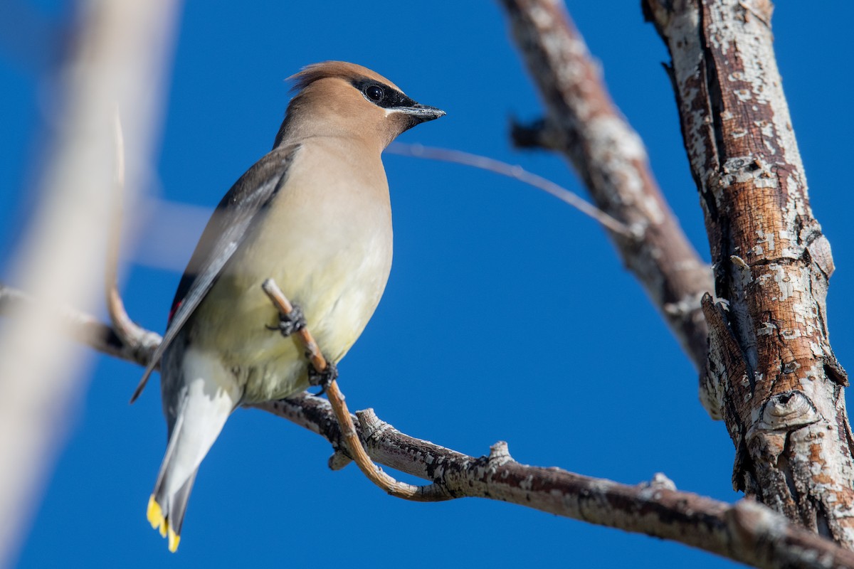 Cedar Waxwing - Jeff Bleam