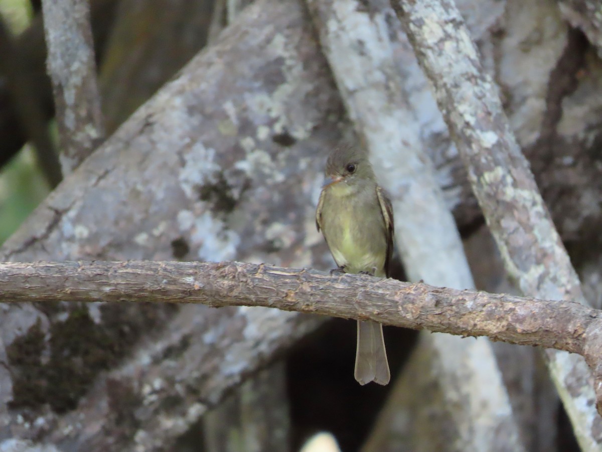 Northern Tropical Pewee - Michelle Browning