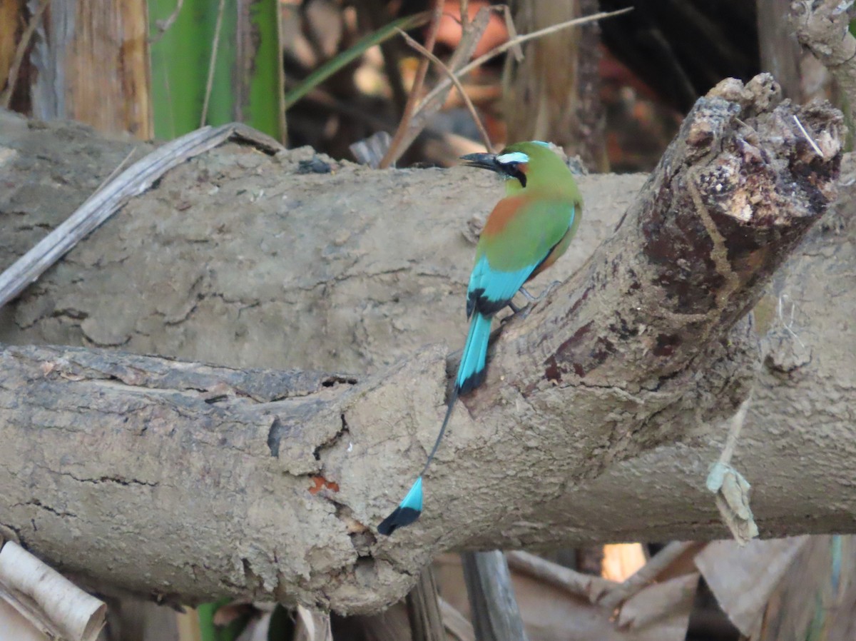 Turquoise-browed Motmot - Michelle Browning