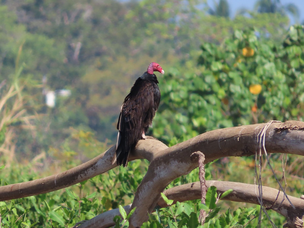 Turkey Vulture - Michelle Browning