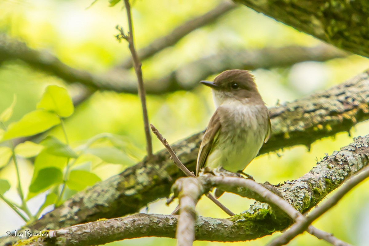 Eastern Phoebe - ML618893703