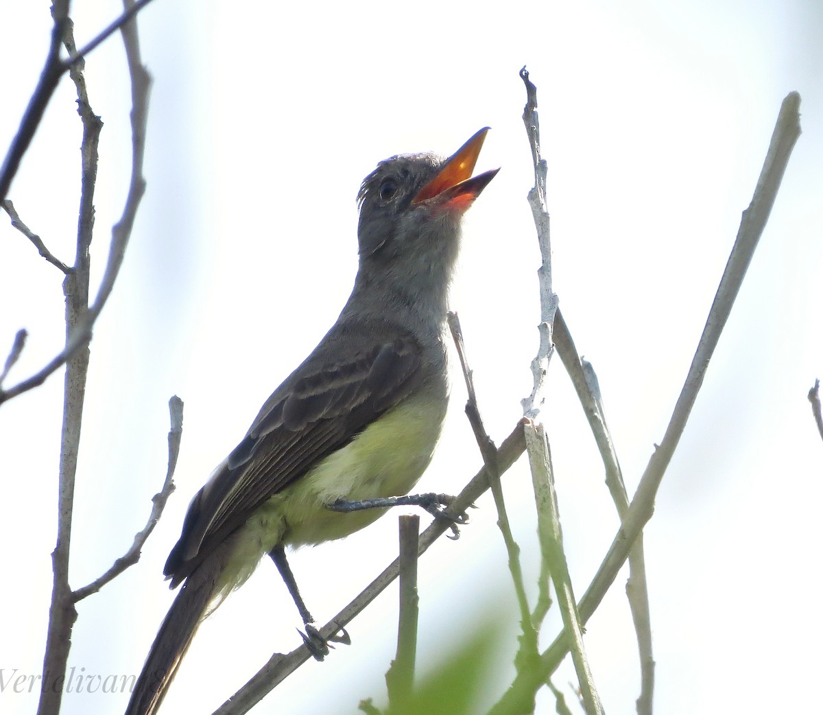 Panama Flycatcher - Ivan Morales Vertel